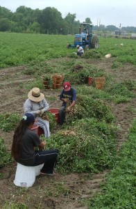 White House Issues Misleading Report on Agriculture’s Need for More Foreign Workers