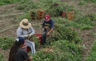 White House Issues Misleading Report on Agriculture’s Need for More Foreign Workers