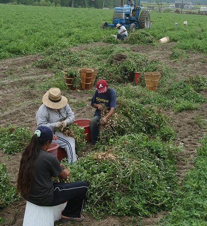 White House Issues Misleading Report on Agriculture’s Need for More Foreign Workers