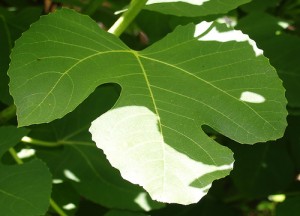 Fig Leaf