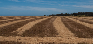 wheatfield