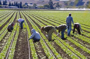 farm workers weeding spinach