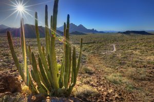 Organ Pipe