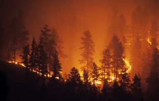More Than 130 Homes and 170 Square Miles Burned Due to Wildfire Allegedly Started by Illegal Alien